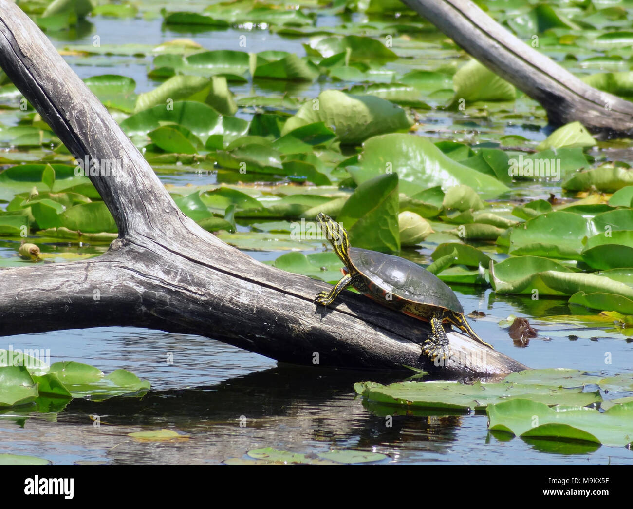 USFWS bei der Arbeit zum Schutz der Umwelt. Stockfoto