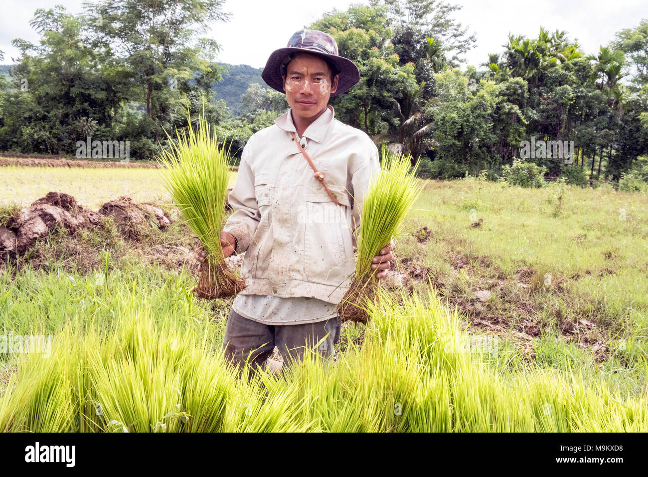 Ein Dorfbewohner pflanzen Reis im Dorf Daw-ta-da-von Kayin State, Myanmar Stockfoto