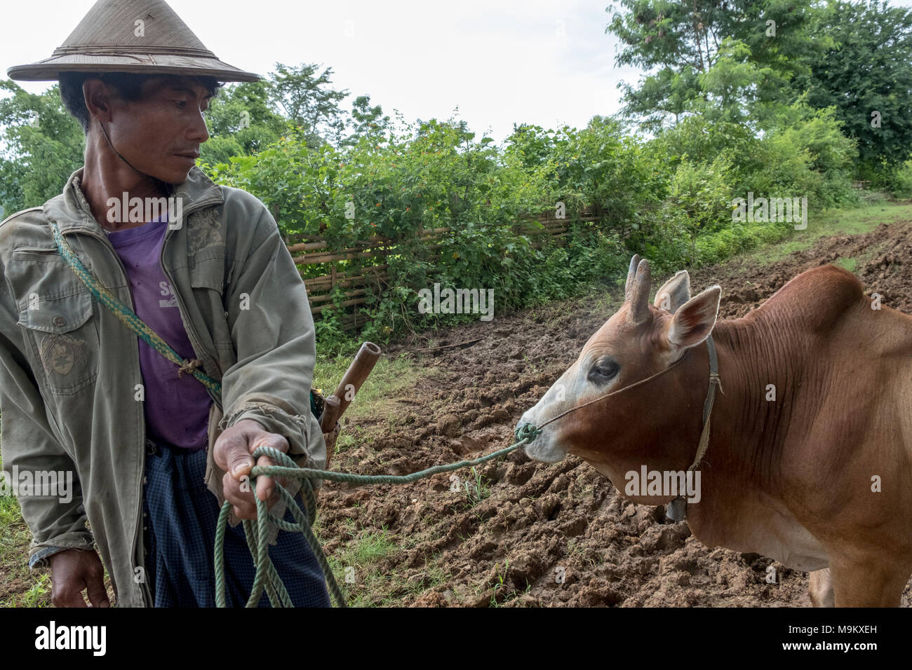 Ein Bauer mit seiner Bulle in Daw-ta-da-Dorf, Kayin State, Myanmar Stockfoto