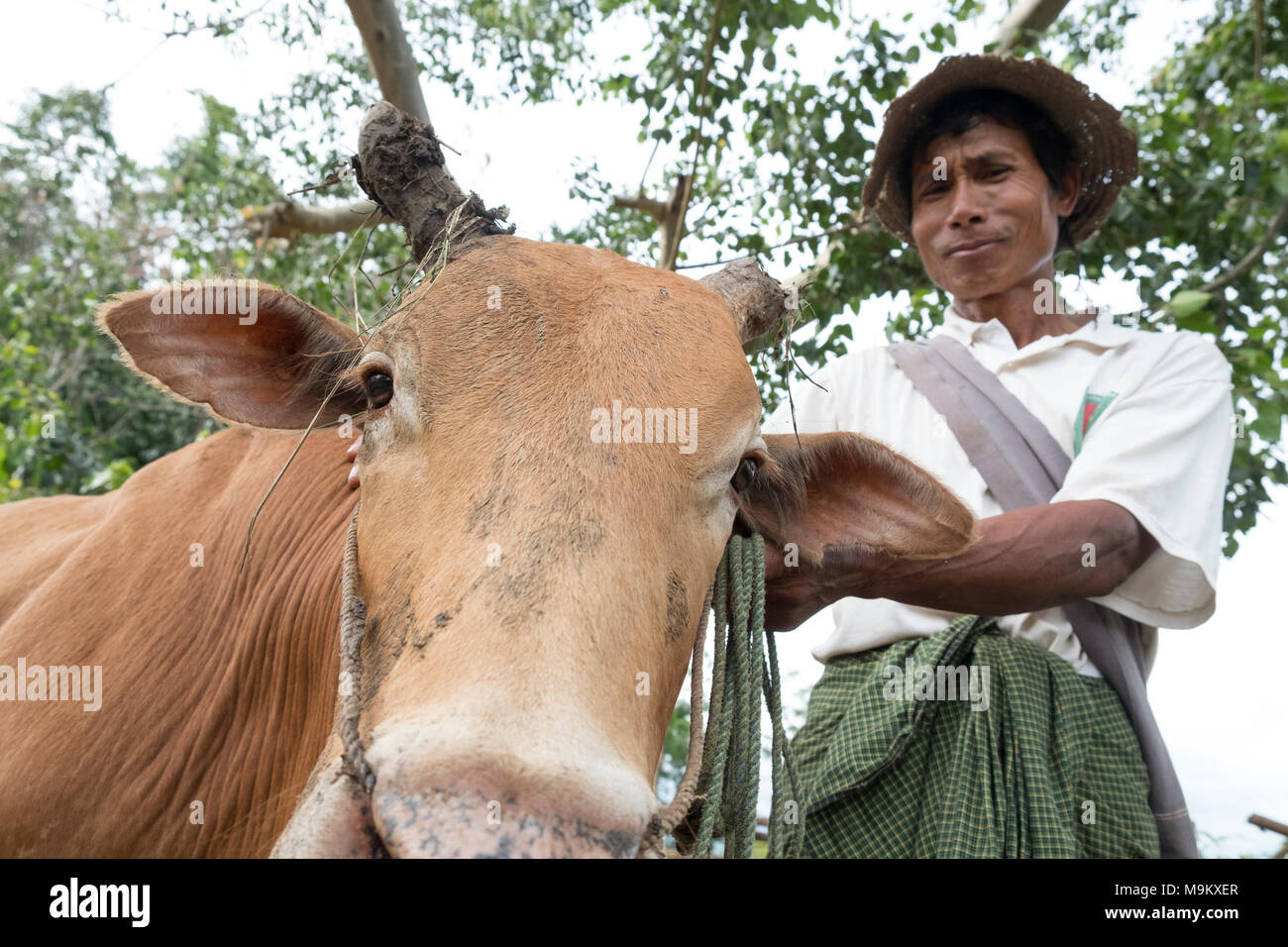 Ein Bauer mit seiner Kuh in Daw-ta-da-Dorf, Kayin State, Myanmar Stockfoto