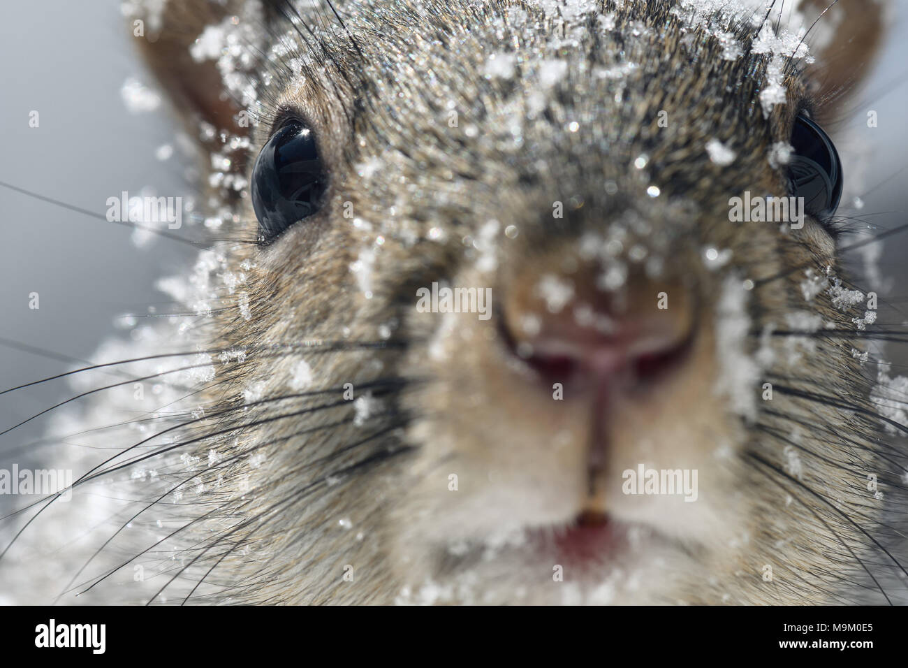 In der Nähe von Schnee-bedeckten grauen Eichhörnchen im Winter Stockfoto