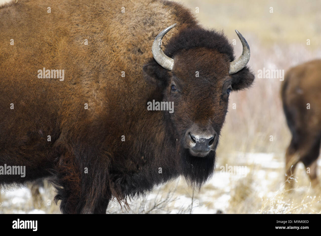 Männliche Büffel im Winter Stockfoto