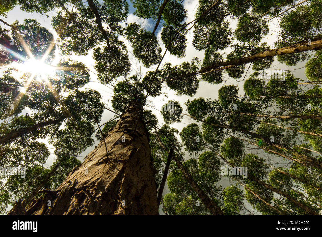 Eukalyptus Wald für die Zellstoffindustrie Stockfoto