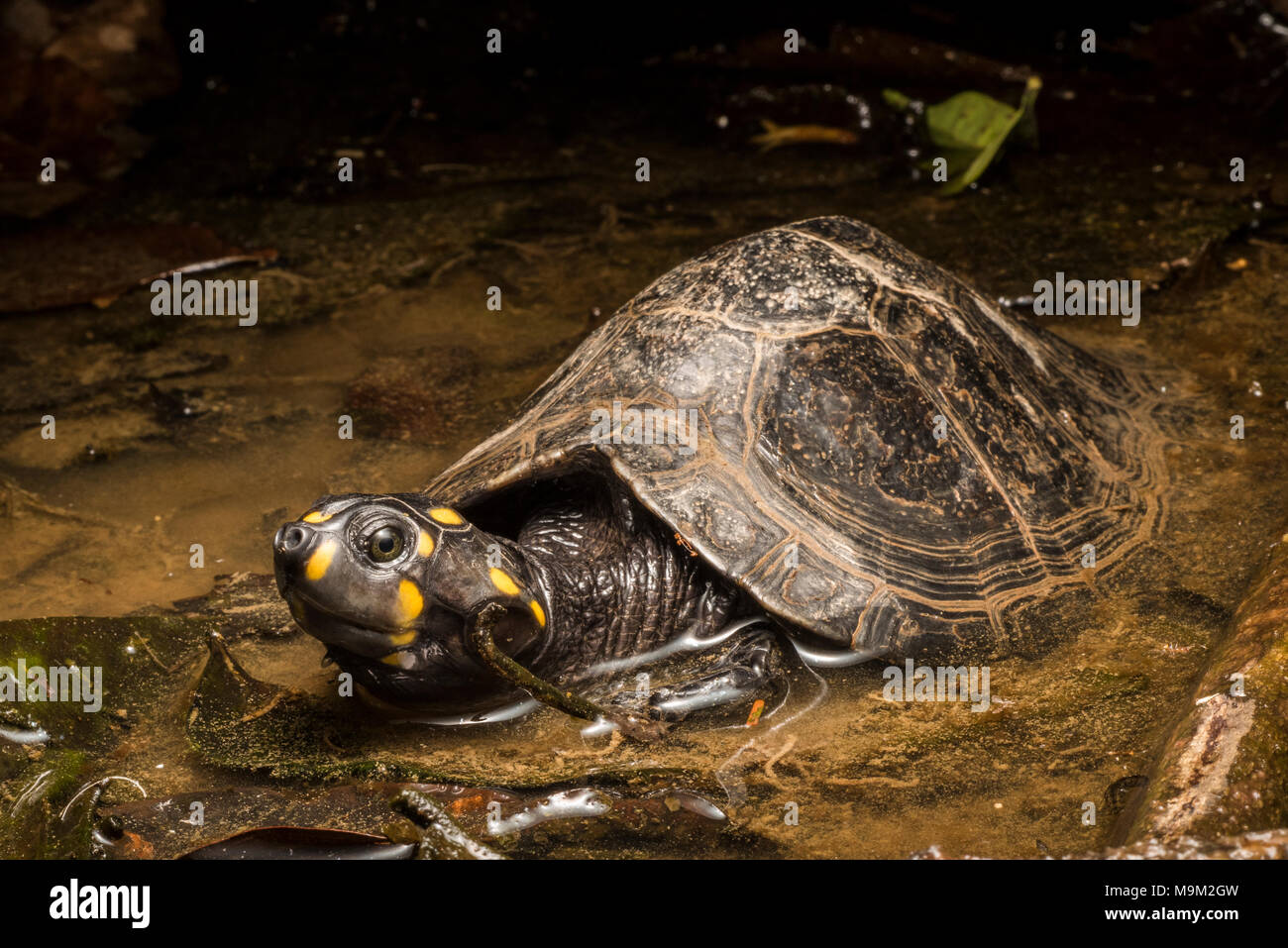Die bedrohte Süßwasserschildkröte, das Gelbkopfsideneck (Podocnemis unifilis), aus Südamerika. Stockfoto