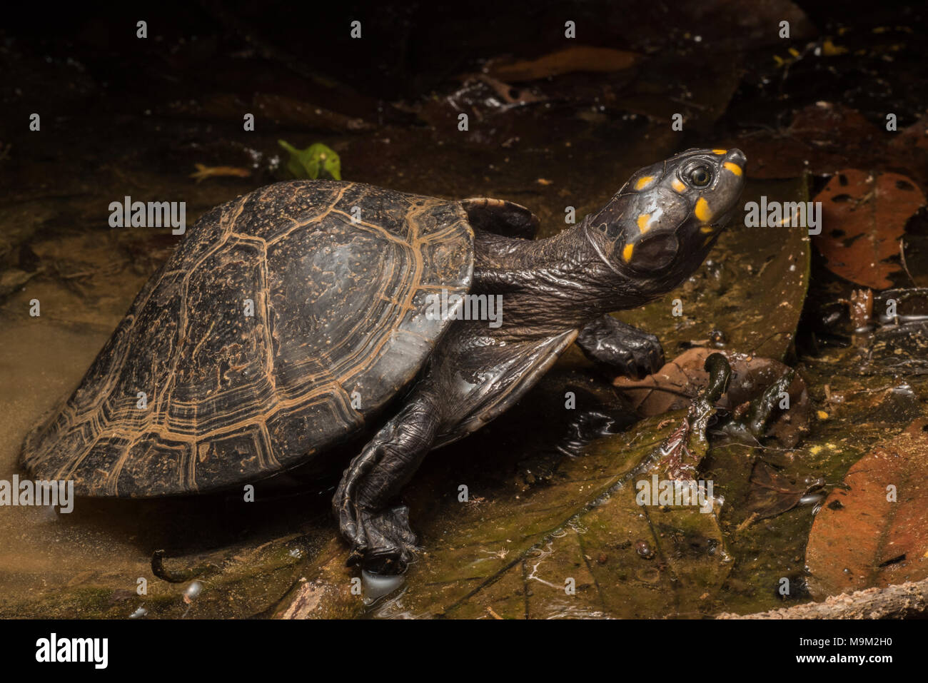 Die bedrohte Süßwasserschildkröte, das Gelbkopfsideneck (Podocnemis unifilis), aus Südamerika. Stockfoto