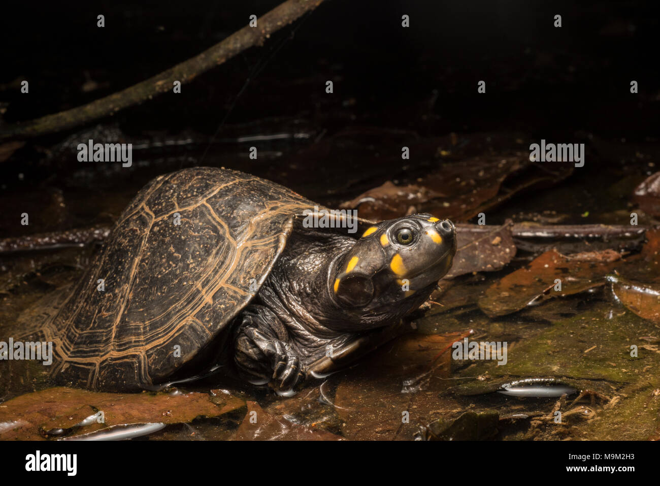 Die bedrohte Süßwasserschildkröte, das Gelbkopfsideneck (Podocnemis unifilis), aus Südamerika. Stockfoto