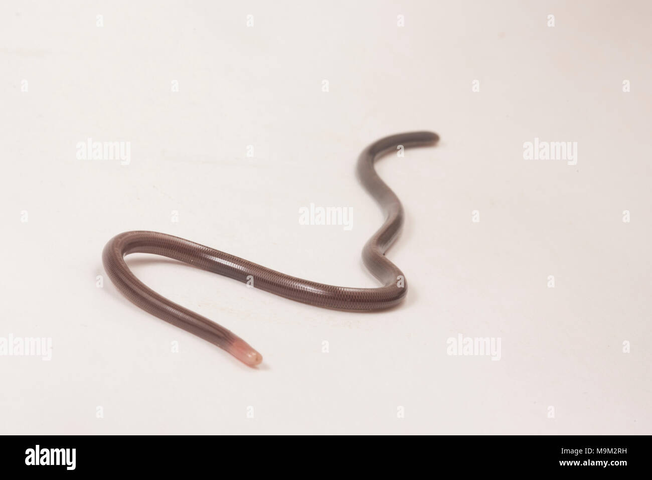 Ein winzig kleines Gewinde Schlange/blinde Schlange aus Peru. Wahrscheinlich in der Liotyphlops Gattung, Art, ernährt sich von kleinen Ameisen und Termiten. Stockfoto