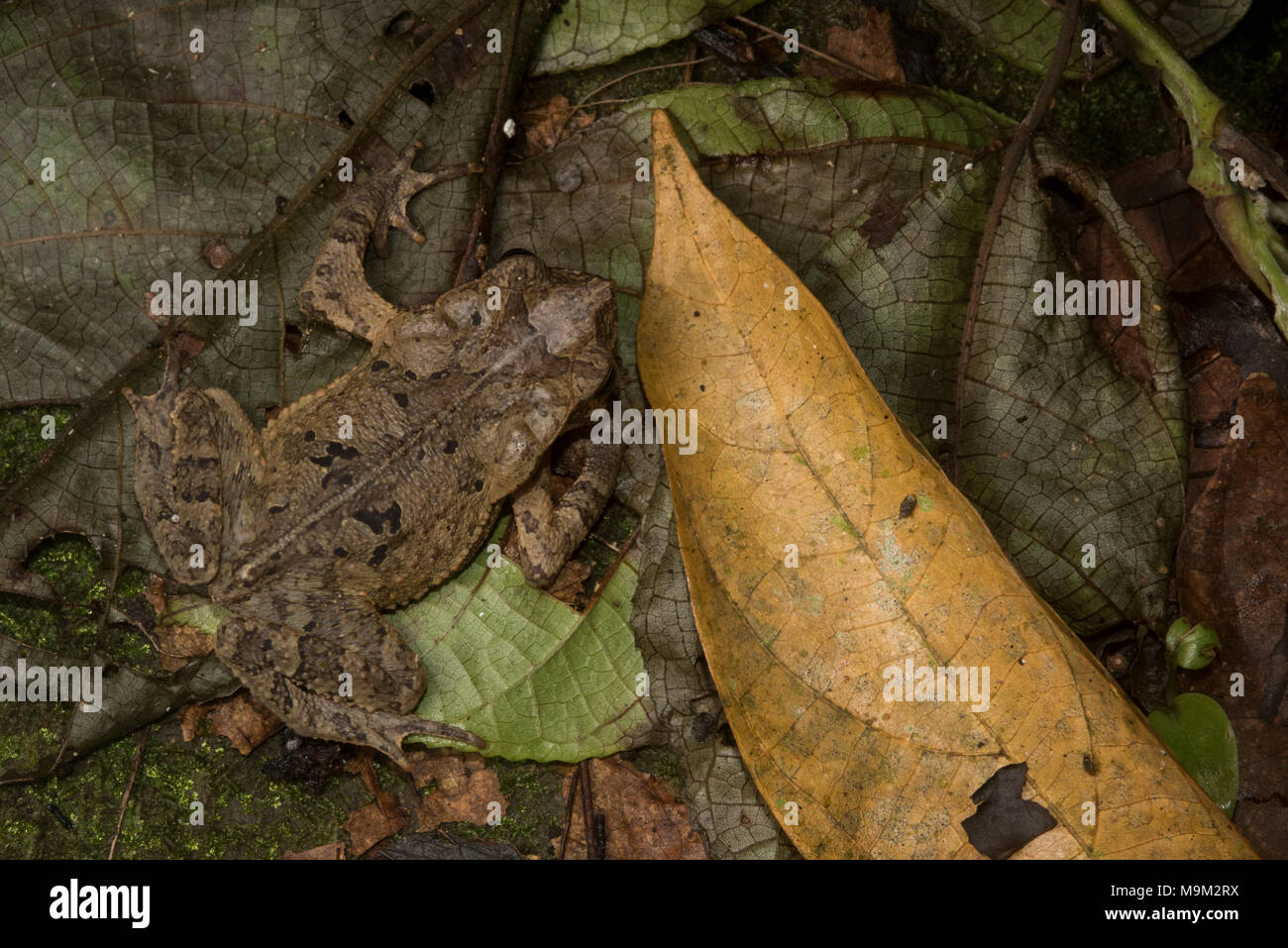 Eine südamerikanische Erdkröte (Rhinella margaritifera) Hidden in plain Sight inmitten der Blattsänfte. Stockfoto
