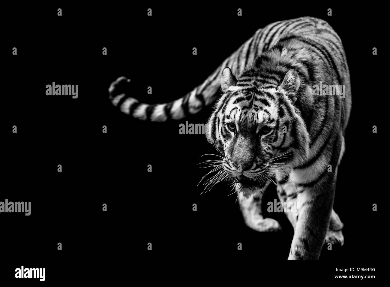 Ein Tiger portrait in Schwarz und Weiß Stockfoto