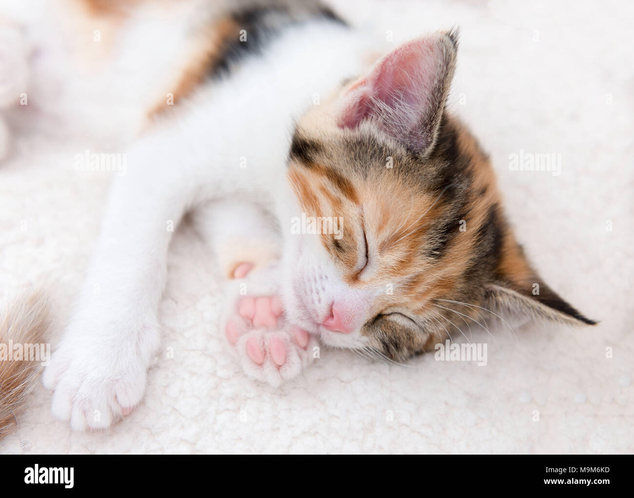 Single süße müde kleines Kätzchen schlafen in einem pelzigen Warenkorb Stockfoto