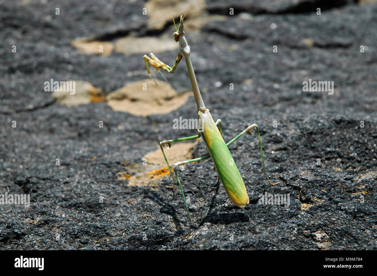 Gottesanbeterin (Mantis Religiosa) sitzt auf einem Stein Stockfoto