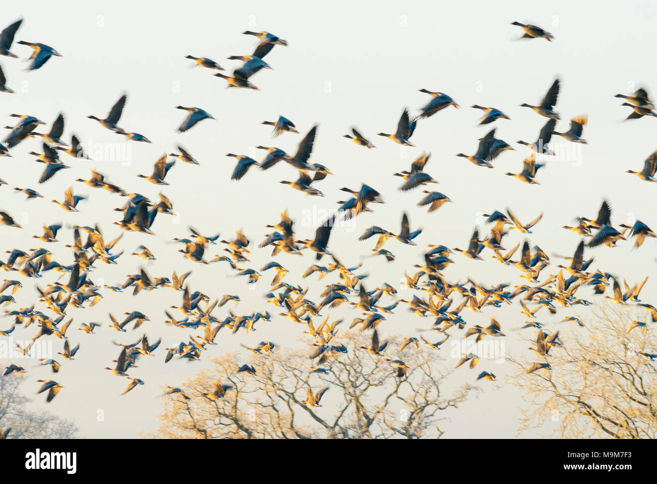 Motion - verschwommenes Bild von Rosa-Gänse (Anser brachyrhynchus) fliegen in der Nähe von Garstang Lancashire Stockfoto
