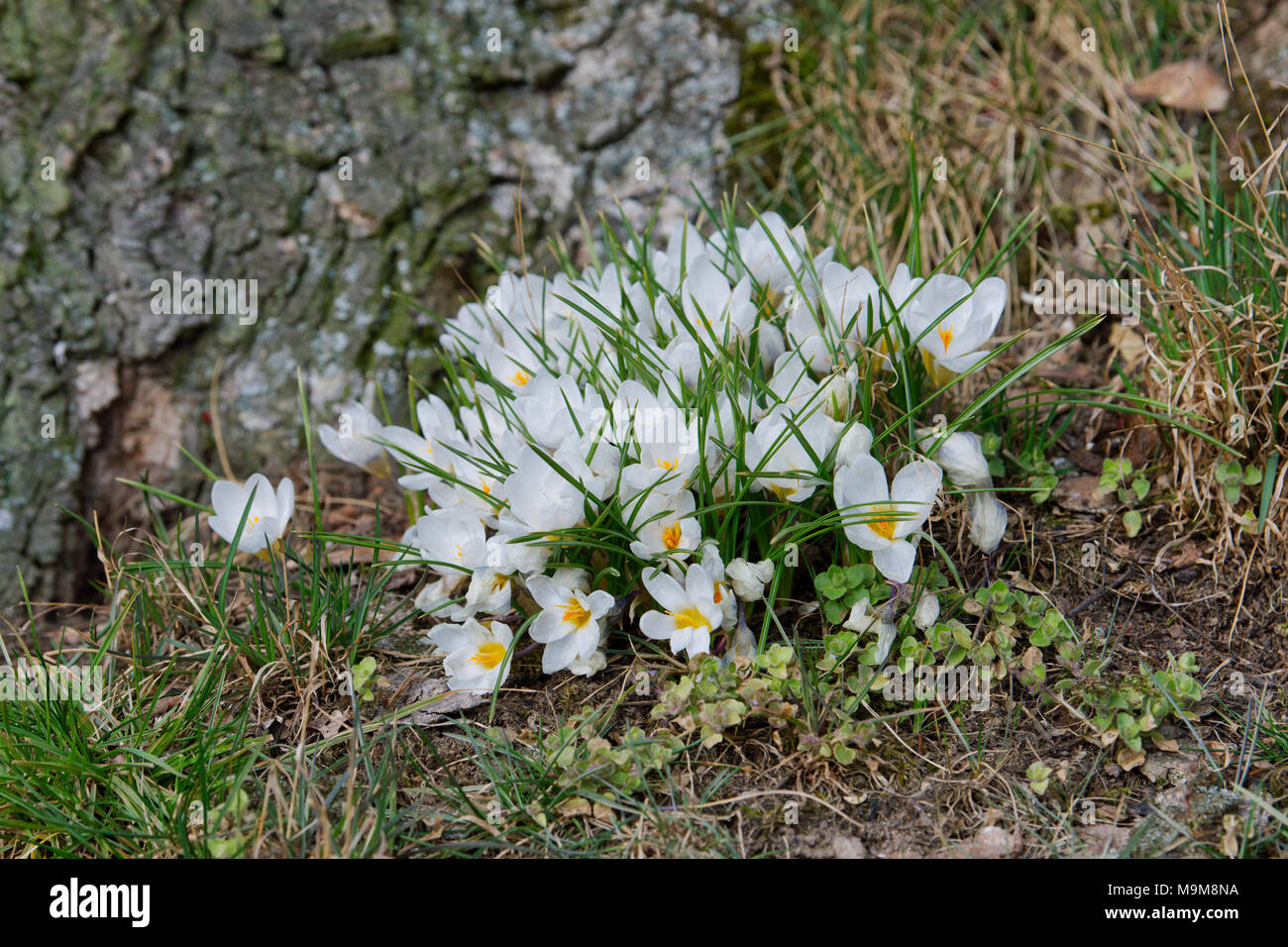 Weiße Krokusse dicht an einem sonnigen Frühlingstag (Crocus vernus) Stockfoto