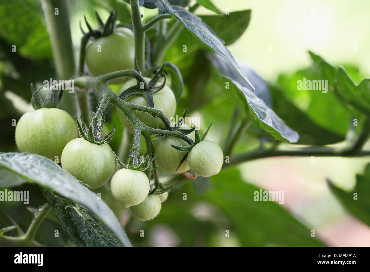 Grüne Bio Cherry-Tomaten wachsen an den Rebstöcken. Extrem geringe Schärfentiefe mit selektiven Fokus. Stockfoto