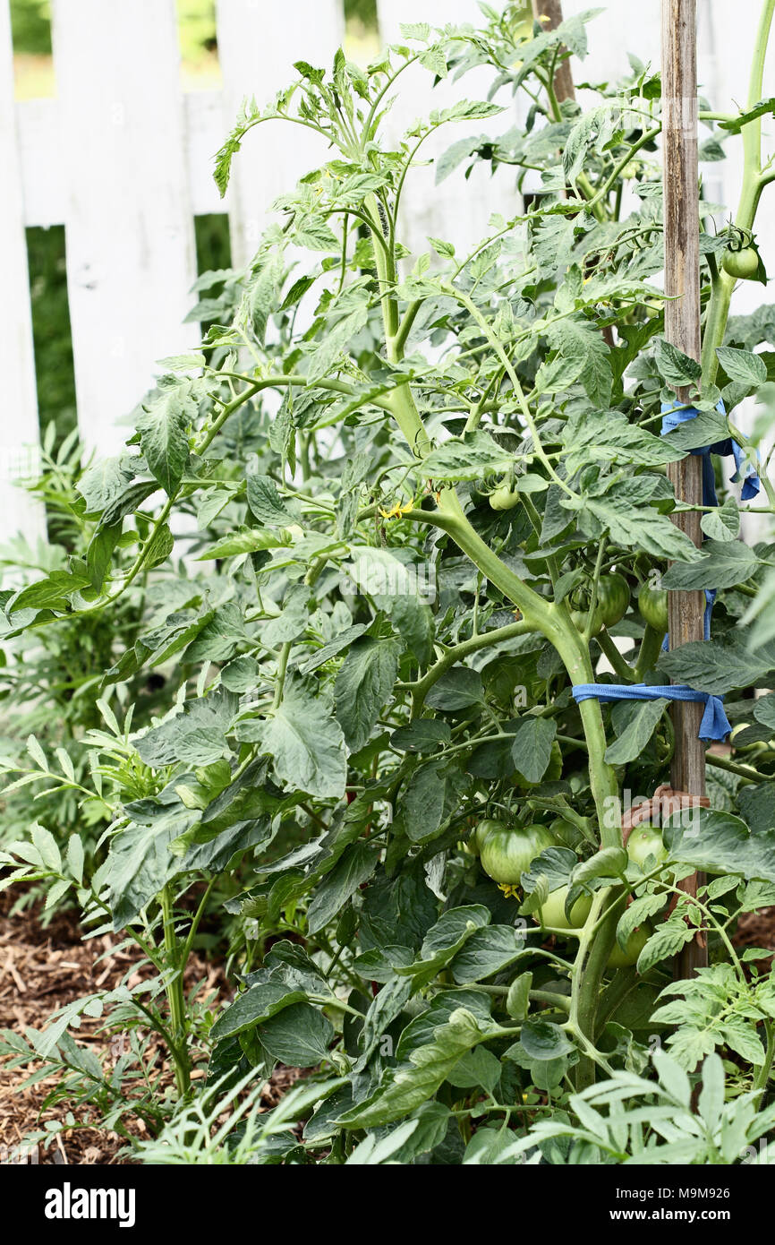 Grüne organische verstemmt Tomaten wachsen auf dem Weinstock. Extrem flache Tiefenschärfe mit selektiven Fokus. Stockfoto