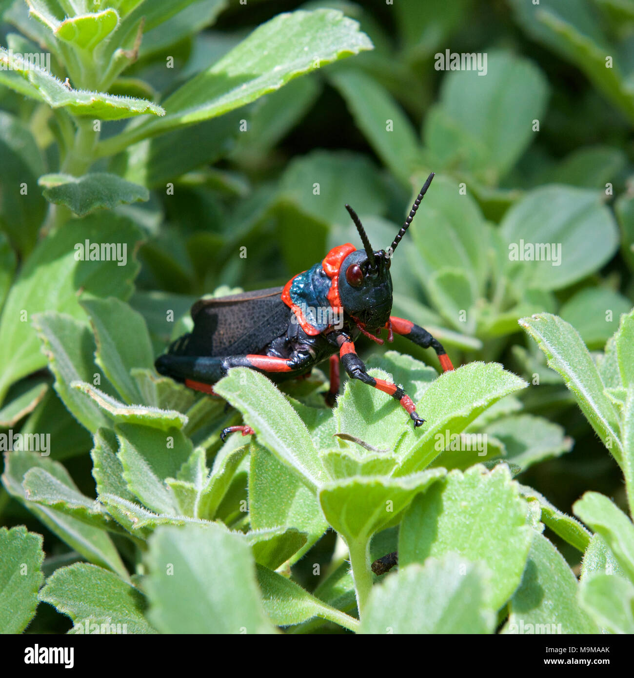 Koppie Schaum Heuschrecke, Rooibaadjie, Dictyophorus spumans, Schäumenden Heuschrecke in der Provinz Gauteng, Transvaal, Südafrika Stockfoto