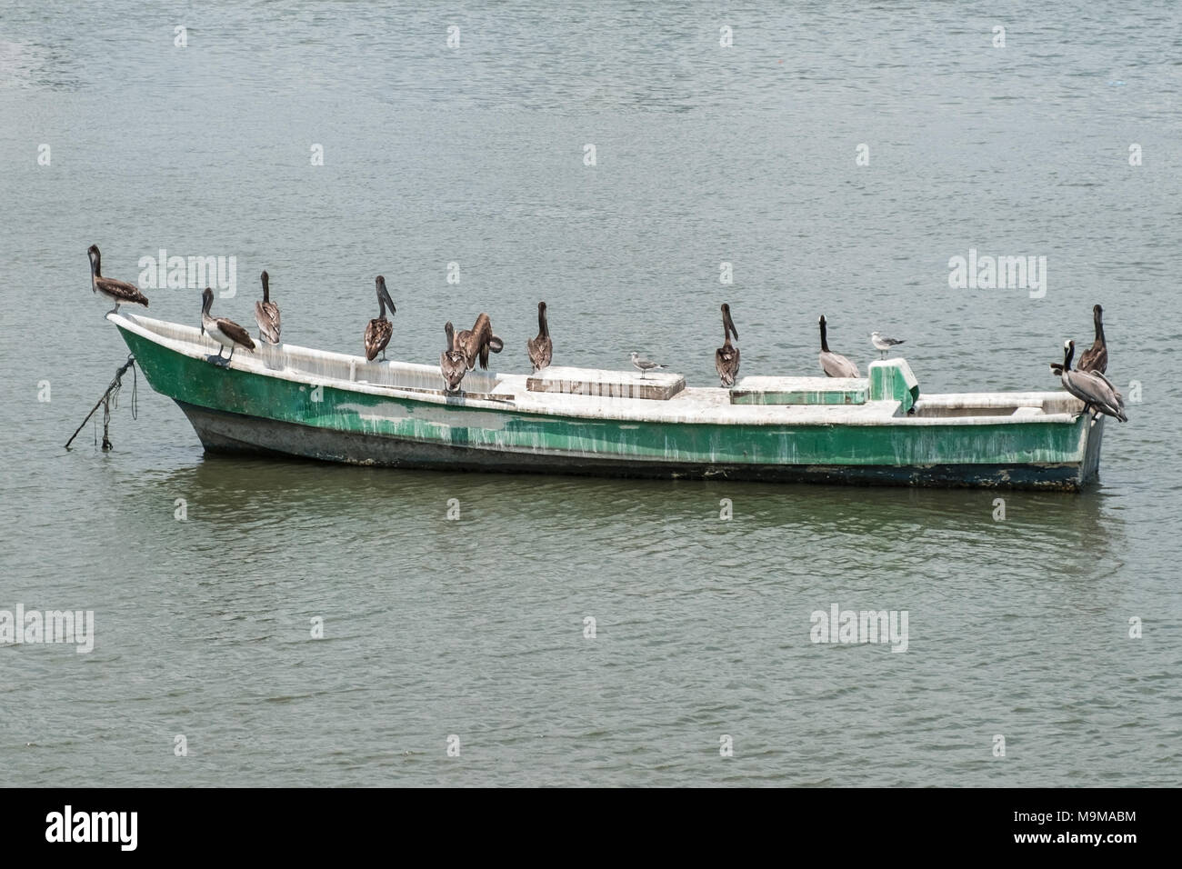 Gruppe von pelican Vögel auf Holz- Boot in der Nähe von Fischmarkt, Hafen - Stockfoto