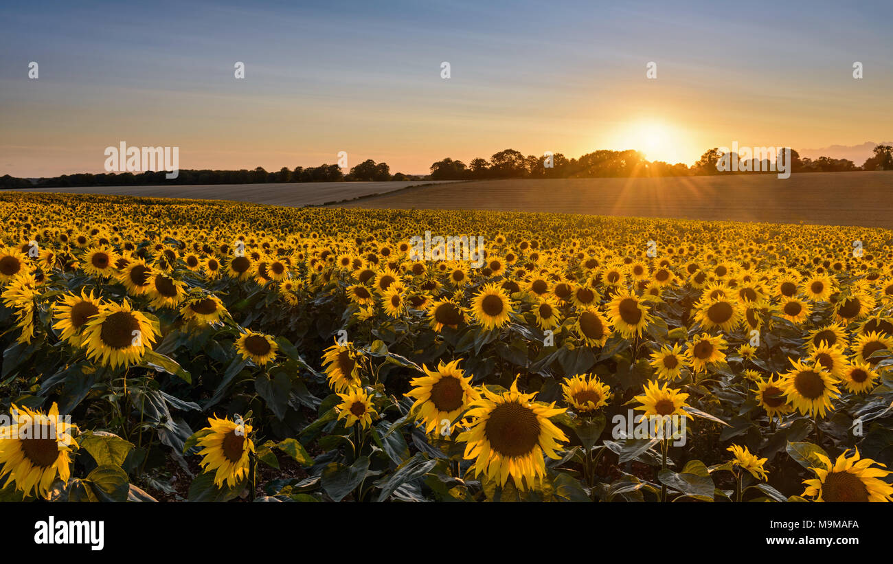 Auf der Suche in einem Feld mit Sonnenblumen bei Sonnenuntergang. Stockfoto