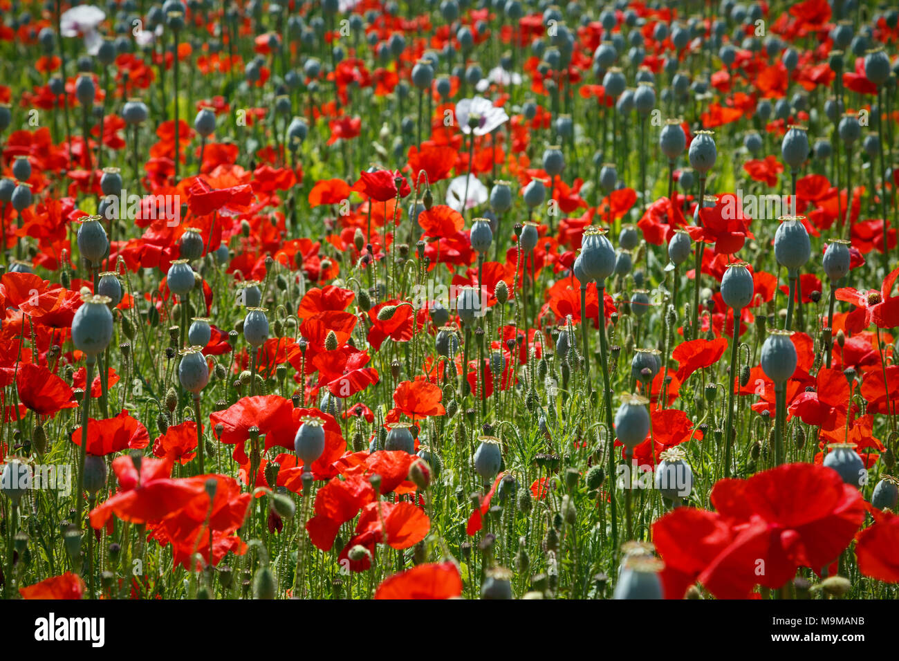 Ein gemischtes Feld der Mohnblumen, die Opiumernte meist verloren hat Es blütenblätter verlassen die großen Samenkapseln reif für die Ernte, während die roten werden in Ful Stockfoto