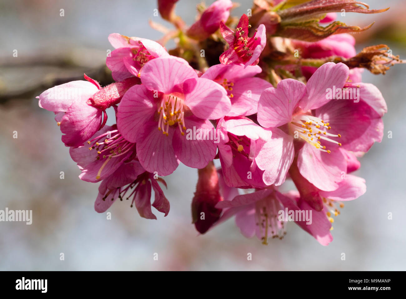 Rosa Blüten im Frühjahr blühende Japanische Kirsche, Prunus 'Okame' Stockfoto