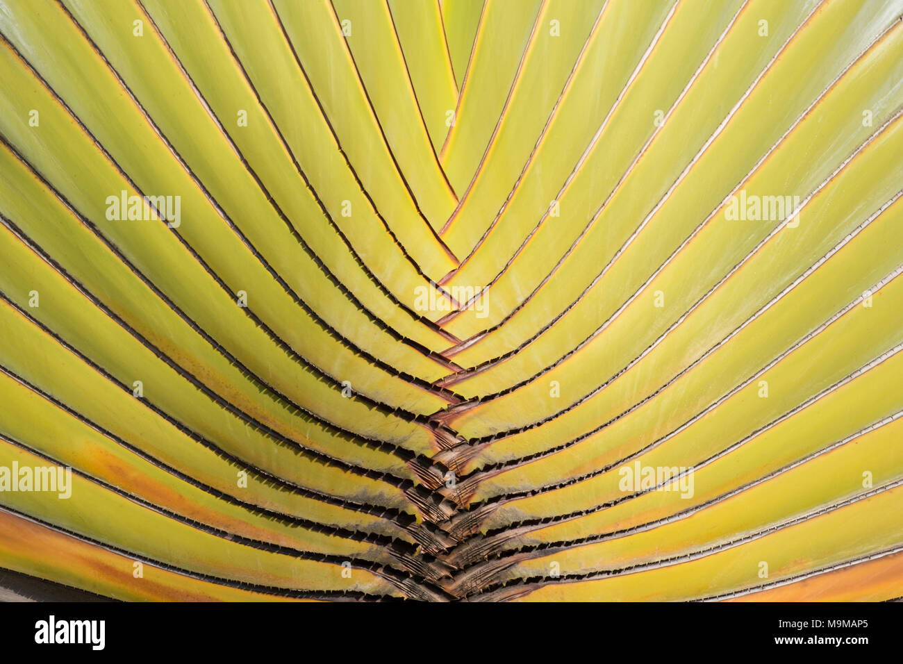 Reisende Ravenala Palm Tree, Baum, Palm Tree Muster - Stockfoto