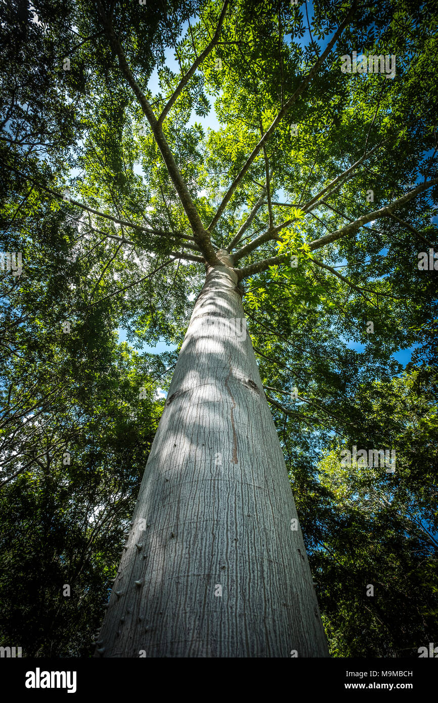 Baum - Ceiba - im Dschungel des Bundesstaates Yucatán in Mexiko Stockfoto