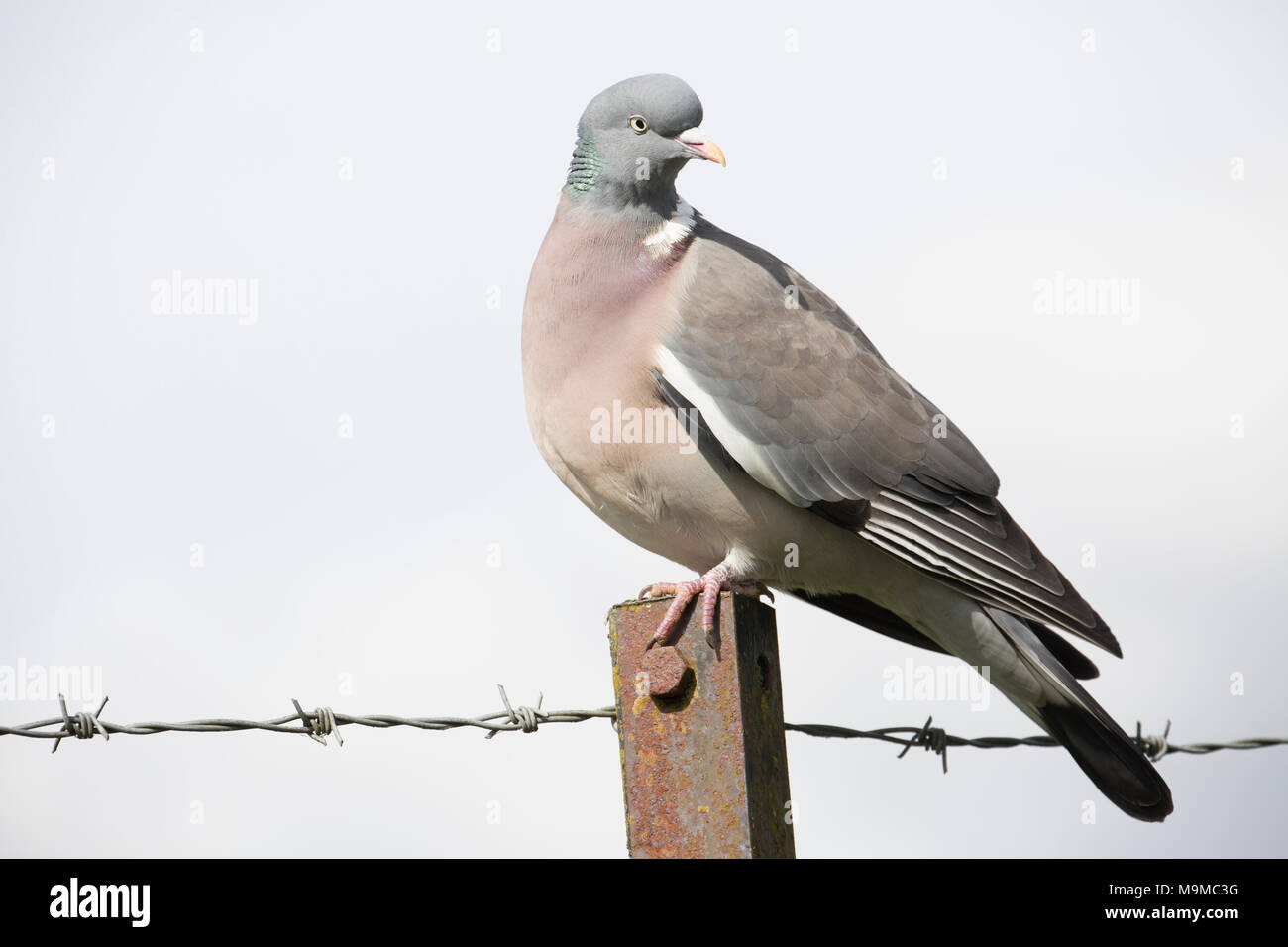 Ein woodpigeon, Columba Palumbus, sitzen auf einem Zaun zwischen städtischen Gebieten und Ackerland, North Dorset England UK. Die woodpigeon ist eine von der britischen Mos Stockfoto