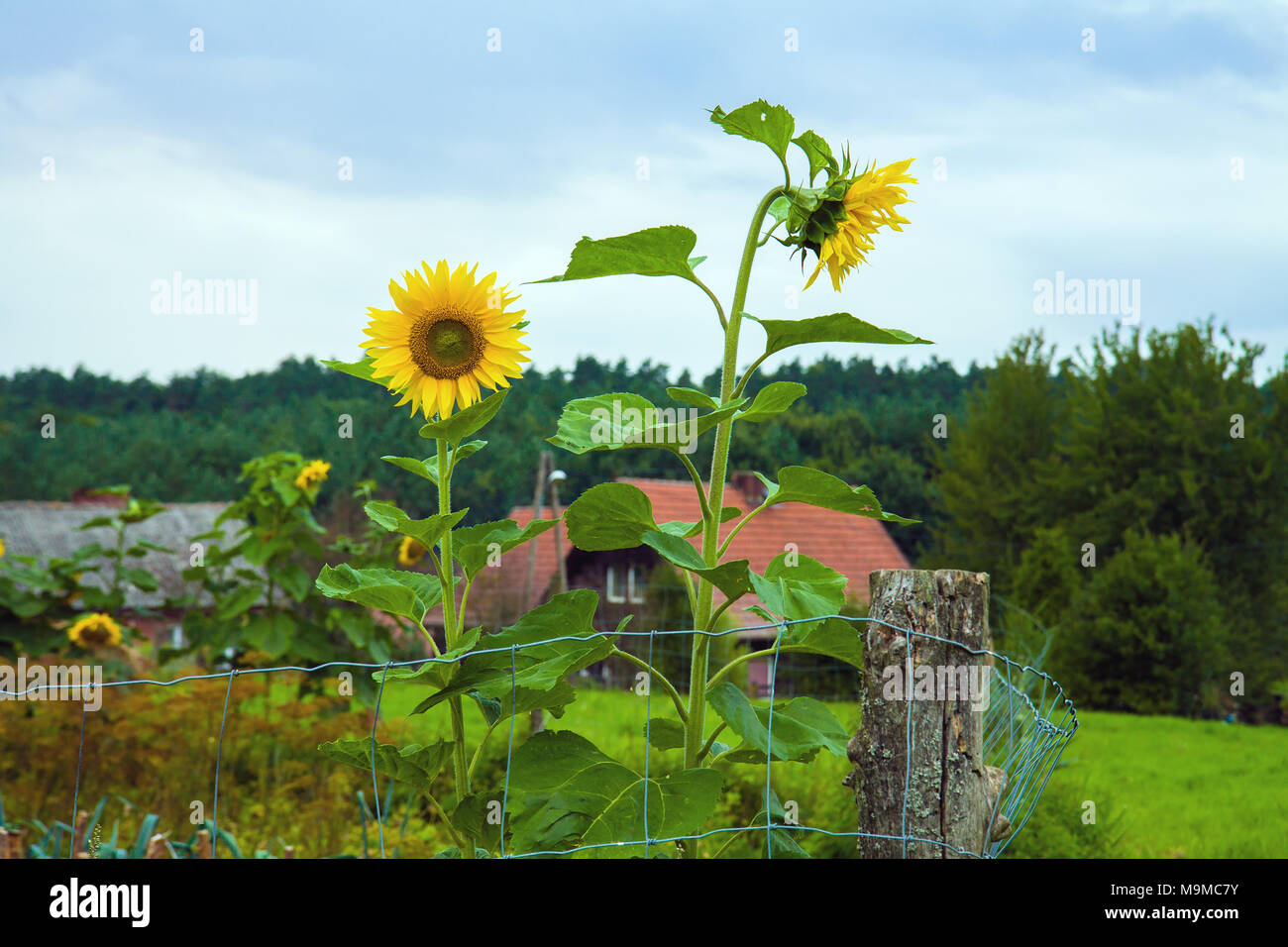 Landschaft Sonnenblumen Helianthus annuus erreichen Sie über den Zaun. Stockfoto