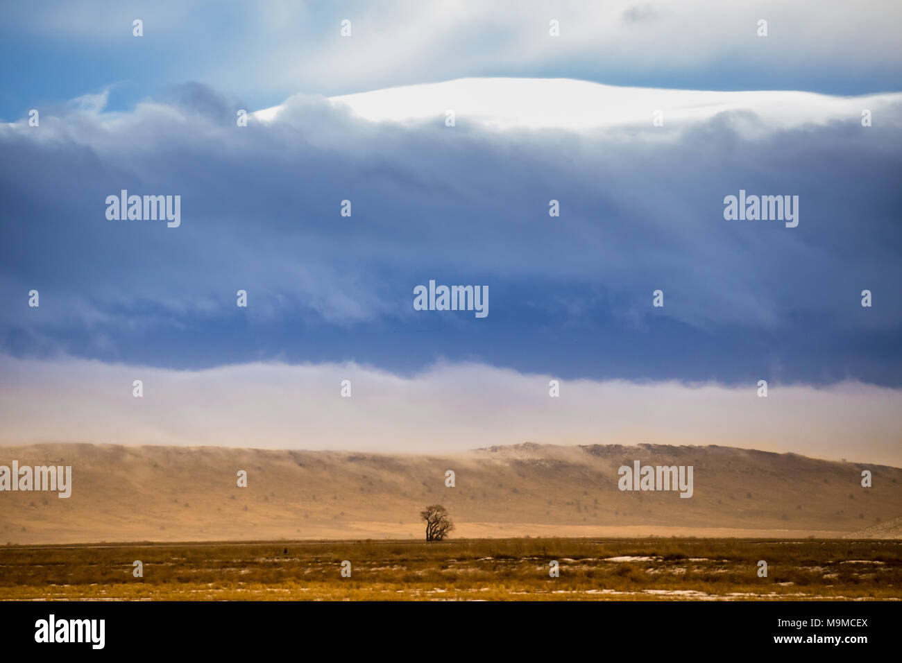 Einsamer Baum in der Senke Ebenen mit Hügel und Wolken Stockfoto