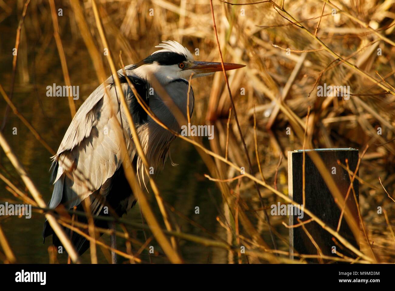 Ein Vogel neben Kanal im Sonnenuntergang sitzen. Durch Gras und Büsche in den Niederlanden erfasst. Stockfoto