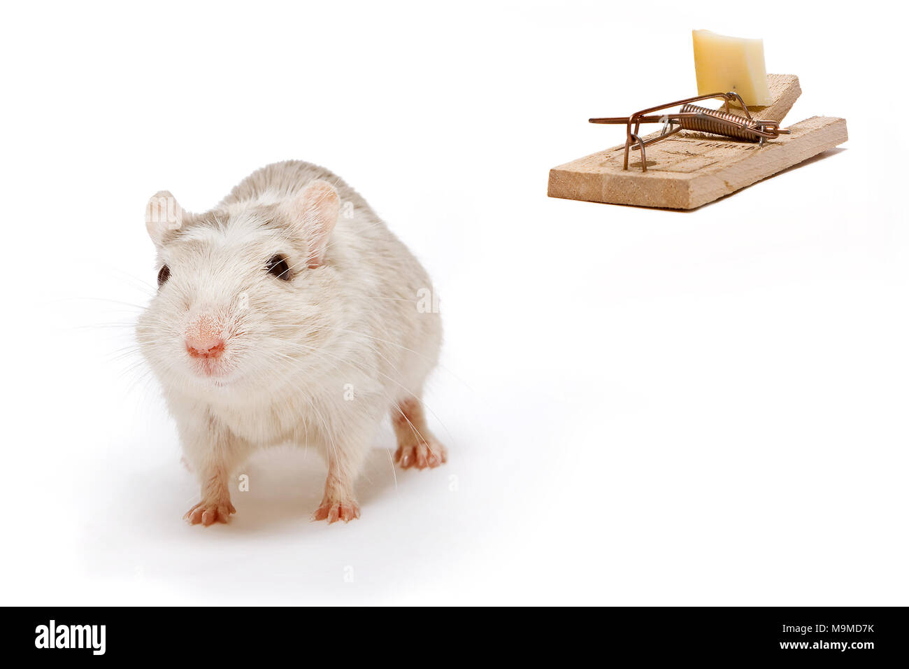 Kleine weiße Wüstenrennmaus Ratte entfernt von einer Mausefalle zu Fuß Stockfoto