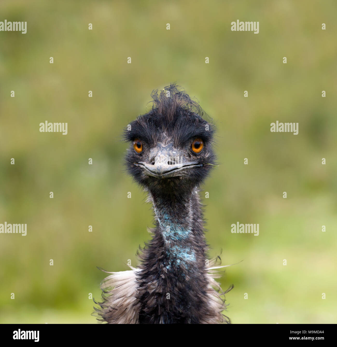 Nahaufnahme eines Erwachsenen emu Vogel Stockfoto