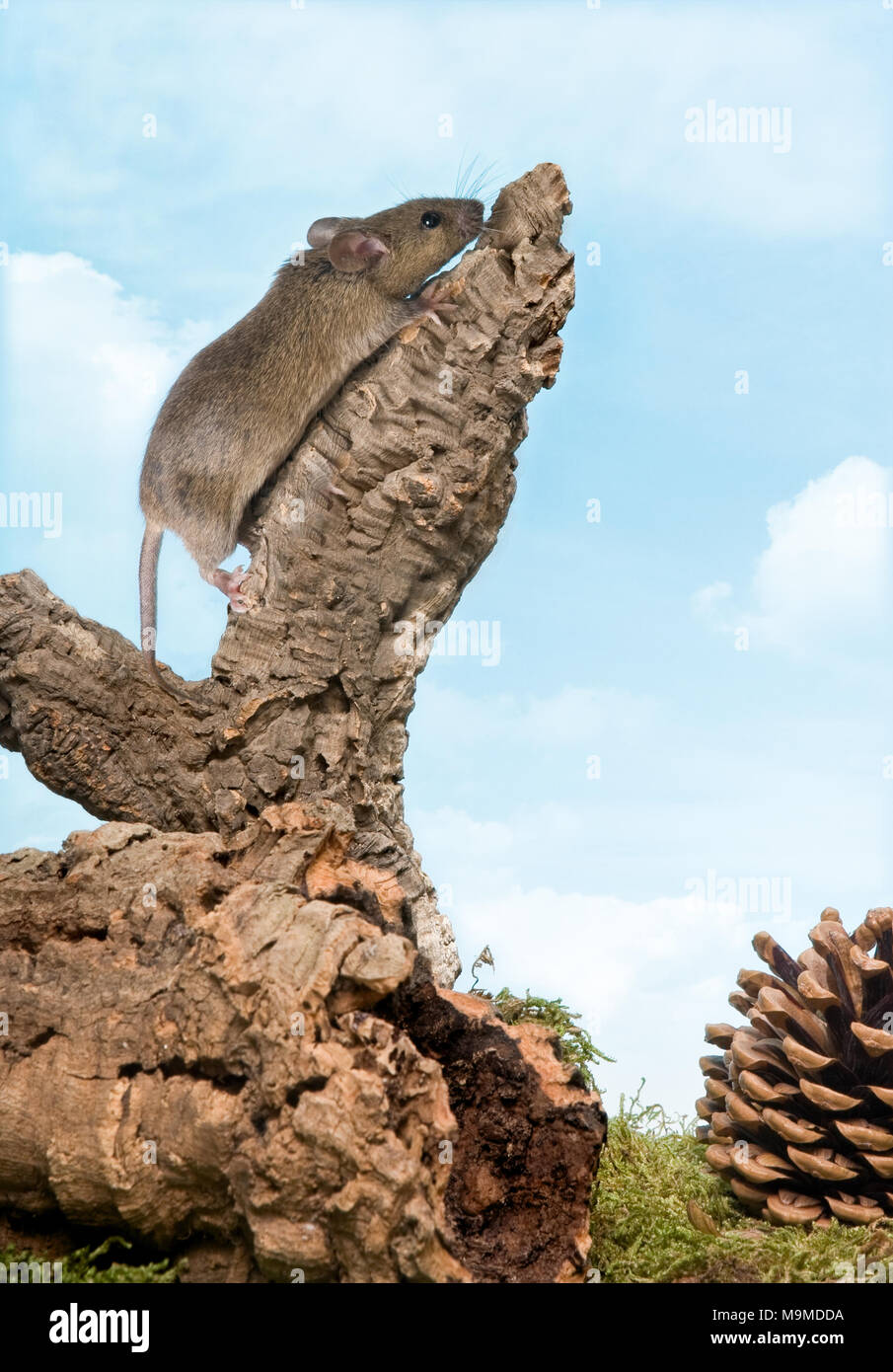Kleine graue Maus Erreichen der oben auf einem Ast Stockfoto