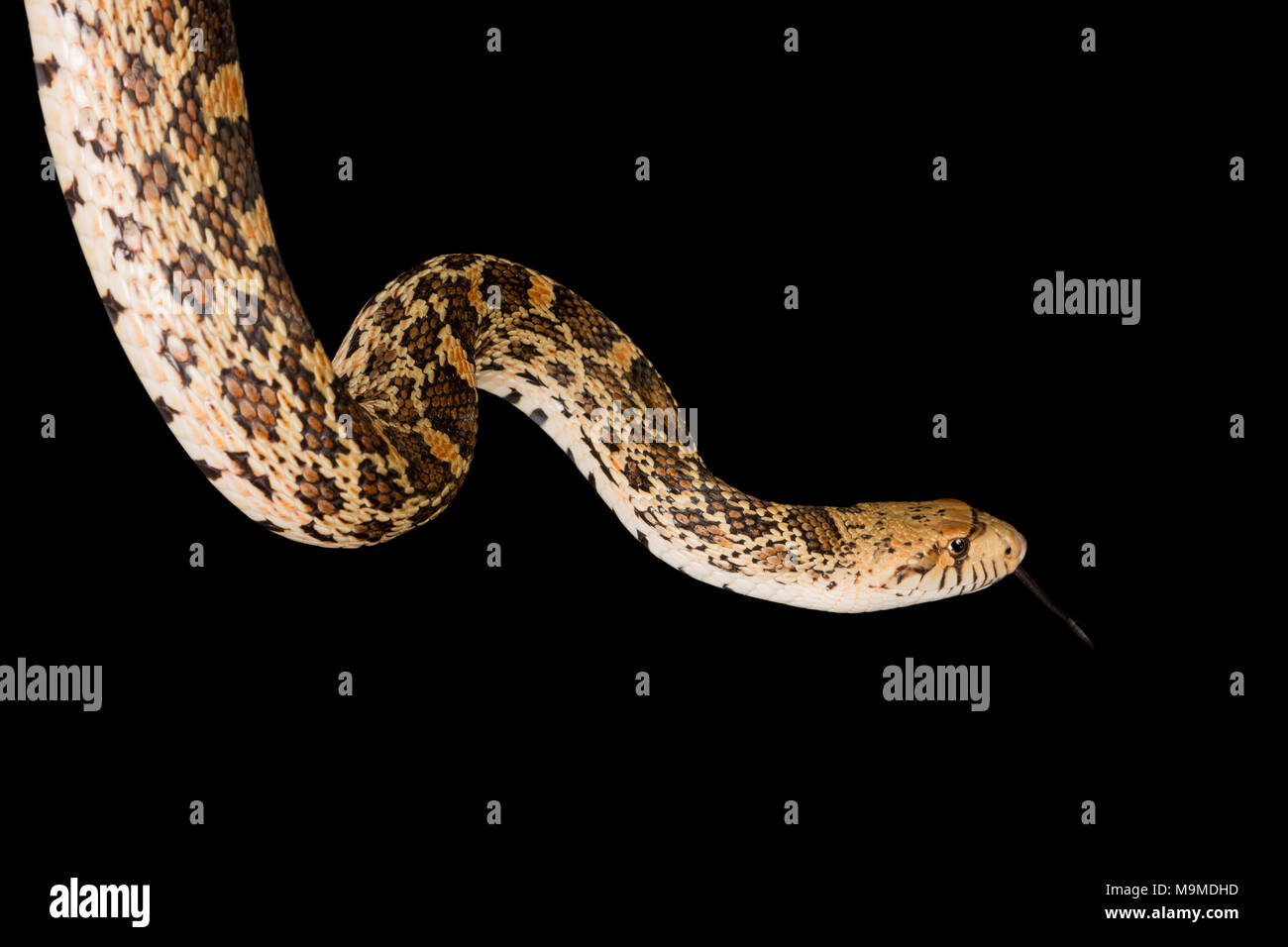 Lang, für Erwachsene bullsnake auf schwarzem Hintergrund Stockfoto