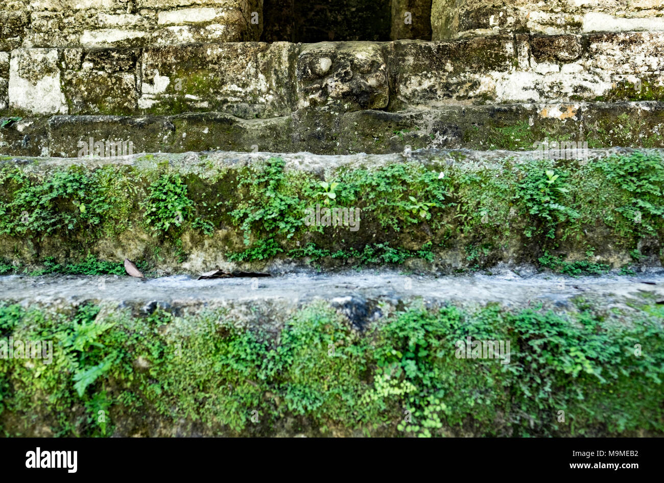 Alten Maya Maske, die den Kopf eines Jaguars auf einen Tempel in Tikal, Guatemala Stockfoto