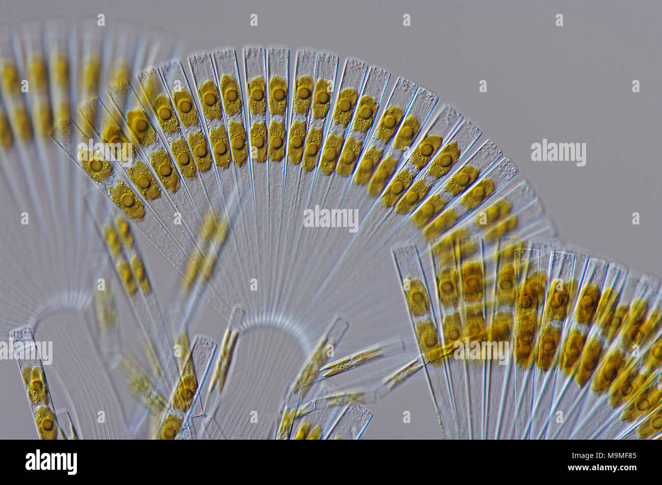 Ein marine Kieselalge: Licmophora flabellata, aus dem Tyrrhenischen Meer, einem schliffbild in Interferenz Kontrast Stockfoto
