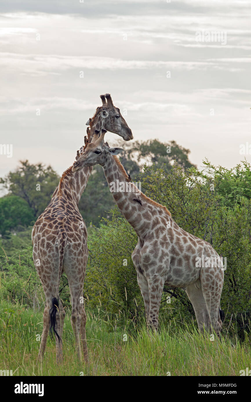 Giraffe (Giraffa camelopardis). Mit begleitenden Red-billed Oxpeckers (Buphagus erythorhynchus), hocken auf den Hals ihrer Befreiung von parasitären Ti Stockfoto
