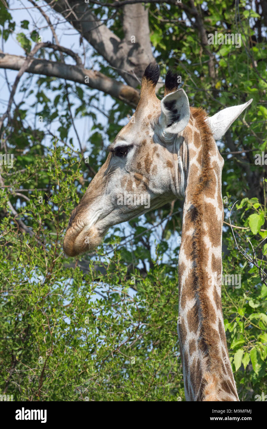 Giraffe (Giraffa Camelopardalis). Übersicht aufrechter Nacken, die sieben Halswirbel (wie bei allen Säugetieren), mit dem Tier Kopf herum und hav zu drehen Stockfoto