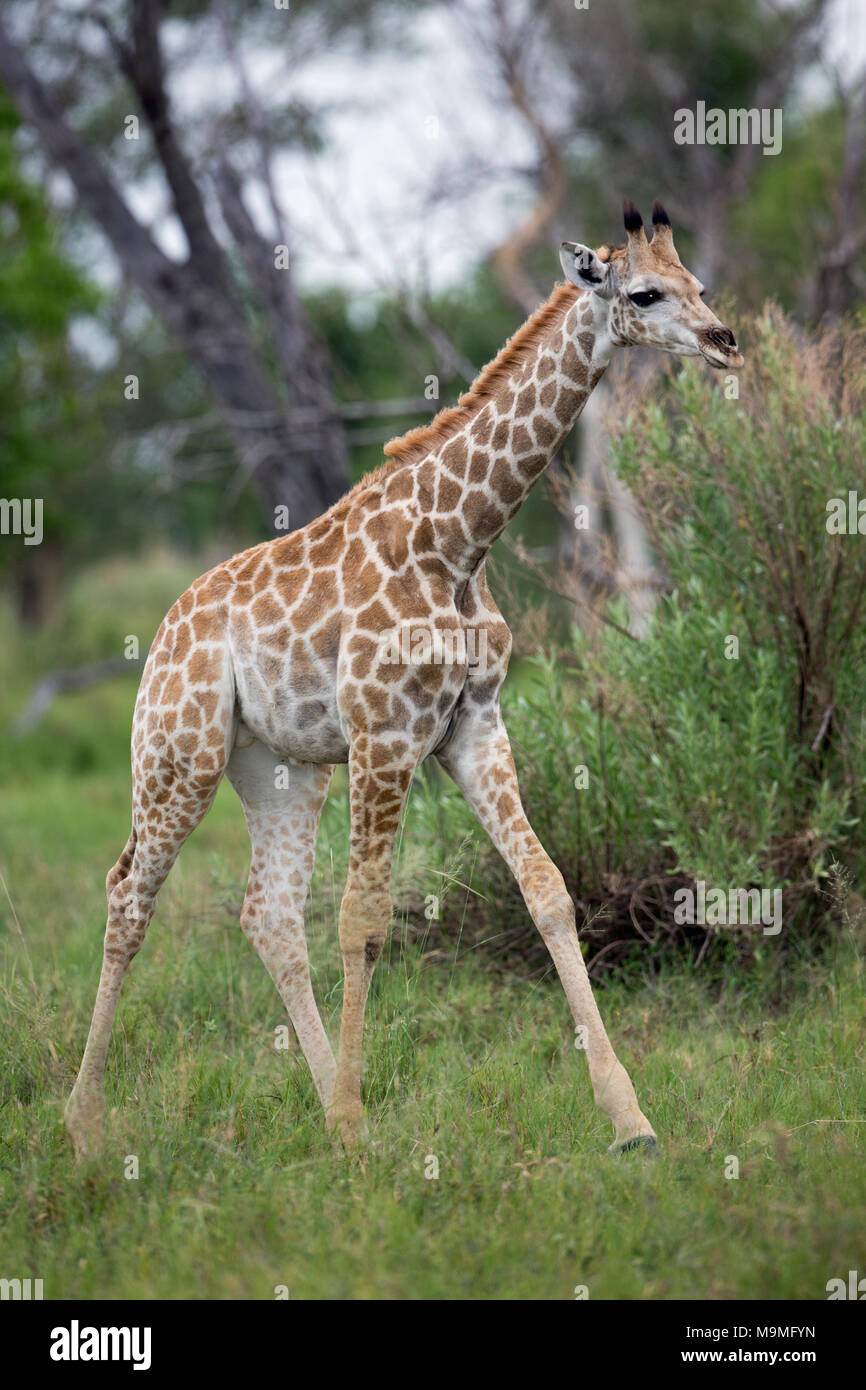 Giraffe (Giraffa Camelopardalis angolensis). Junge Tier zur Stimulation der Gang zu Fuß, Fortbewegung. Zwei Beine auf der einen oder der anderen Seite, die wiederum forwa Stockfoto