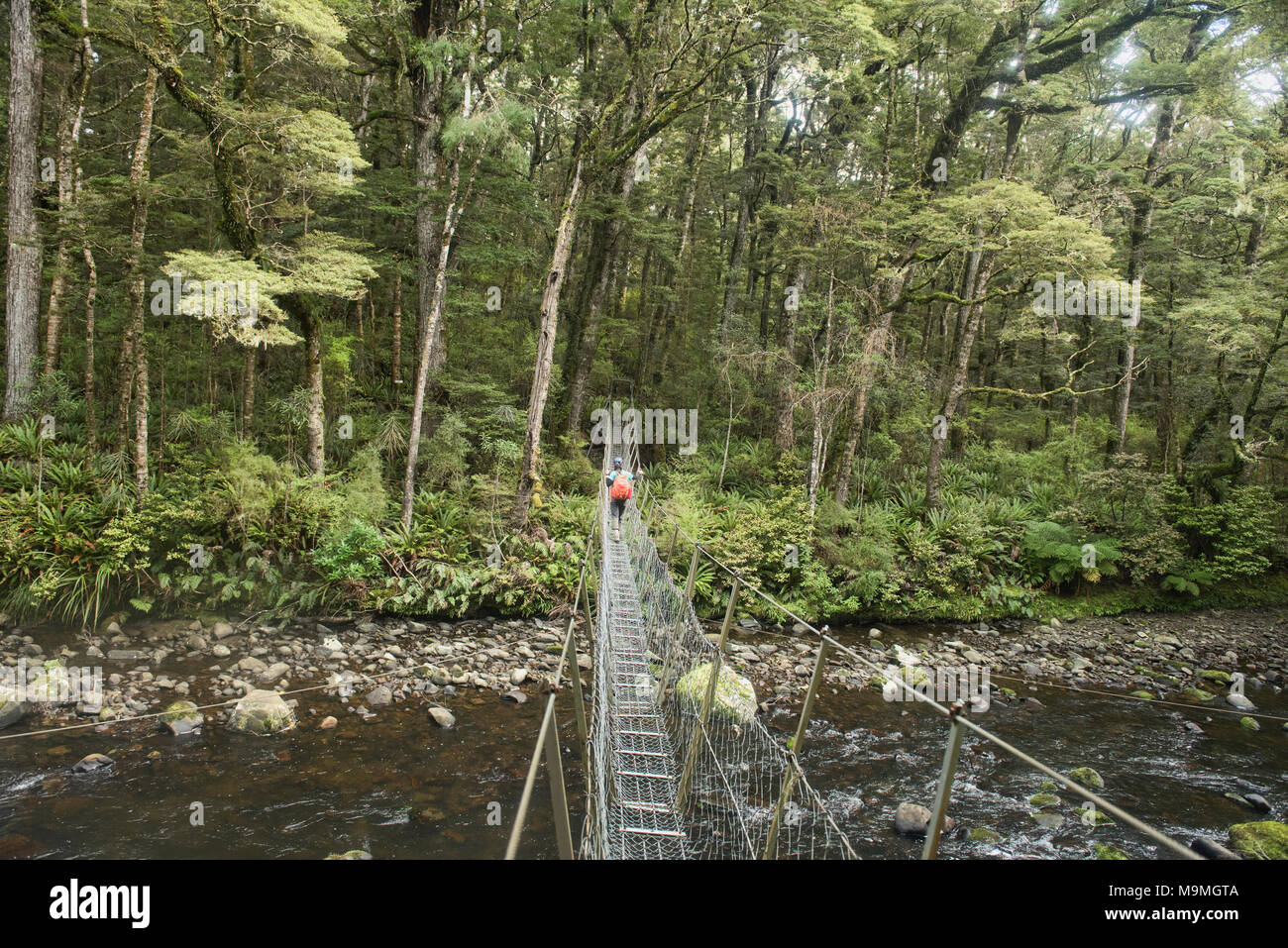 Kreuzung einer Drahtbrücke in den Catlins River Track, Southland, Neuseeland Stockfoto