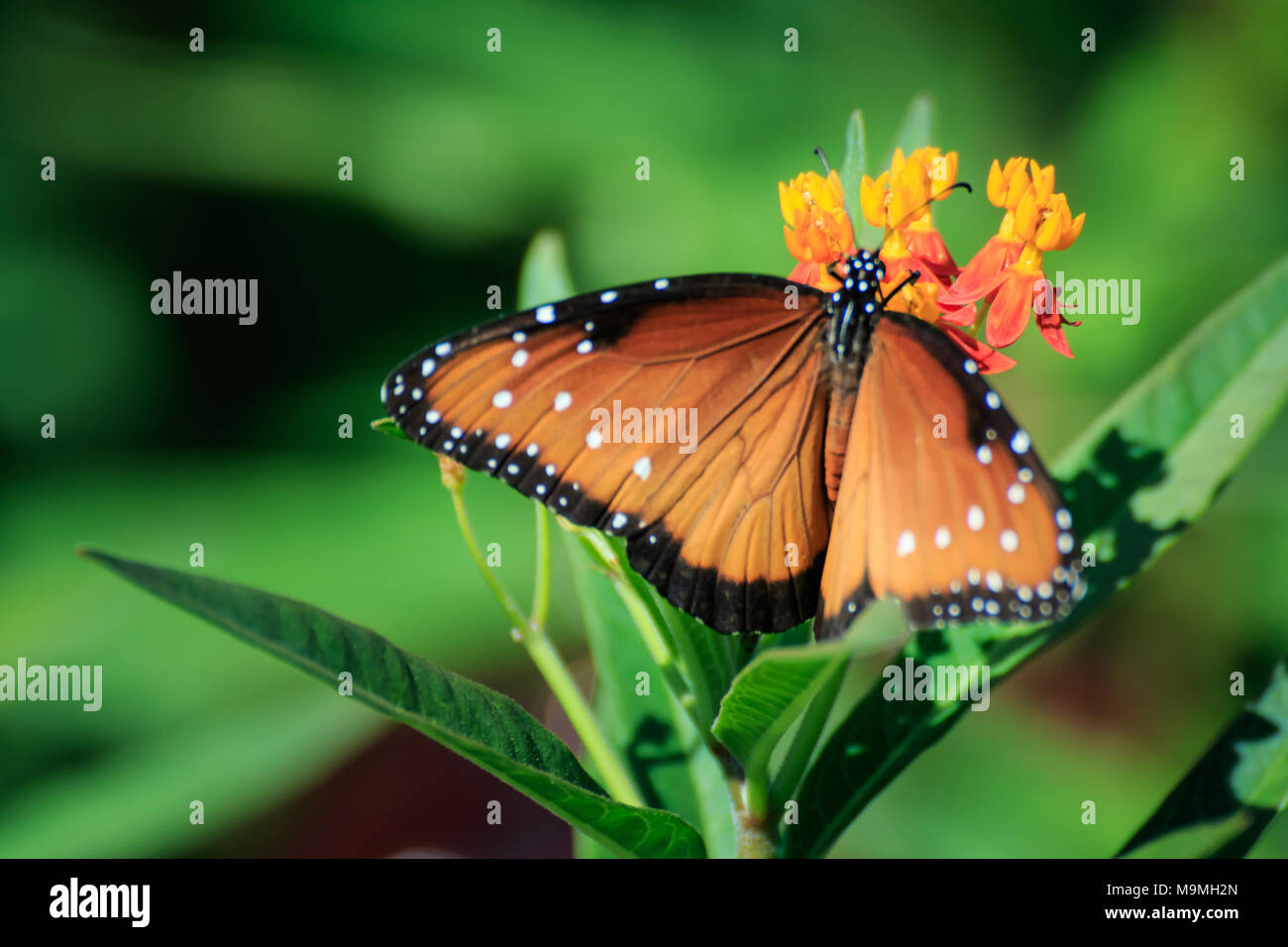 Eine Königin Schmetterling (Danaus gilippus) Fütterung auf Schmetterling Unkraut in einem Garten im Hinterhof Stockfoto