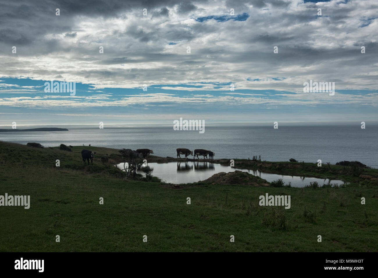 Rinder unter einem grossen Himmel, die Catlins, Southland, Neuseeland Stockfoto