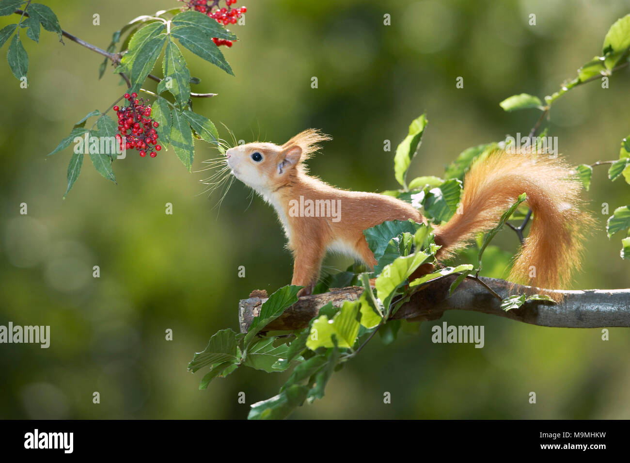 Europäisches Eichhörnchen (Sciurus vulgaris) Stretching für rote Beeren. Deutschland Stockfoto