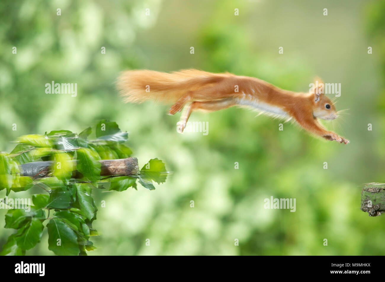 Europäisches Eichhörnchen (Sciurus vulgaris) springen von einem Zweig zum anderen. Deutschland Stockfoto