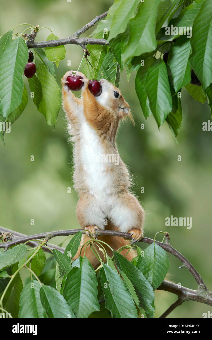 Eichhörnchen (Sciurus vulgaris), die sich selbst für die reifen Kirschen in einen Kirschbaum. Deutschland Stockfoto