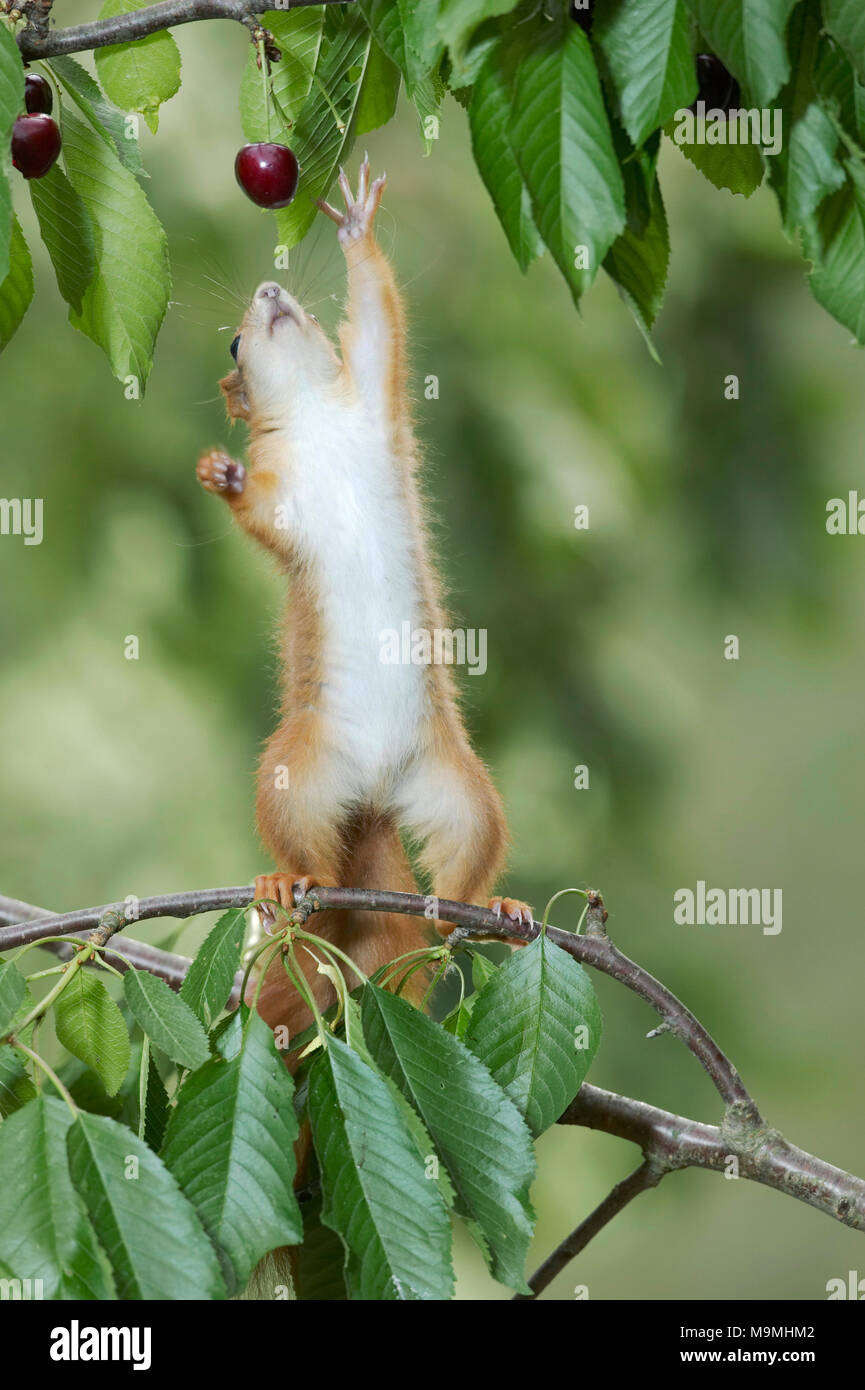 Eichhörnchen (Sciurus vulgaris), die sich selbst für die reifen Kirschen in einen Kirschbaum. Deutschland Stockfoto