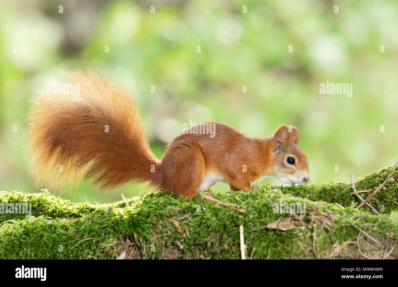 Eichhörnchen (Sciurus vulgaris). Erwachsenen auf einem Bemoosten anmelden. Deutschland Stockfoto