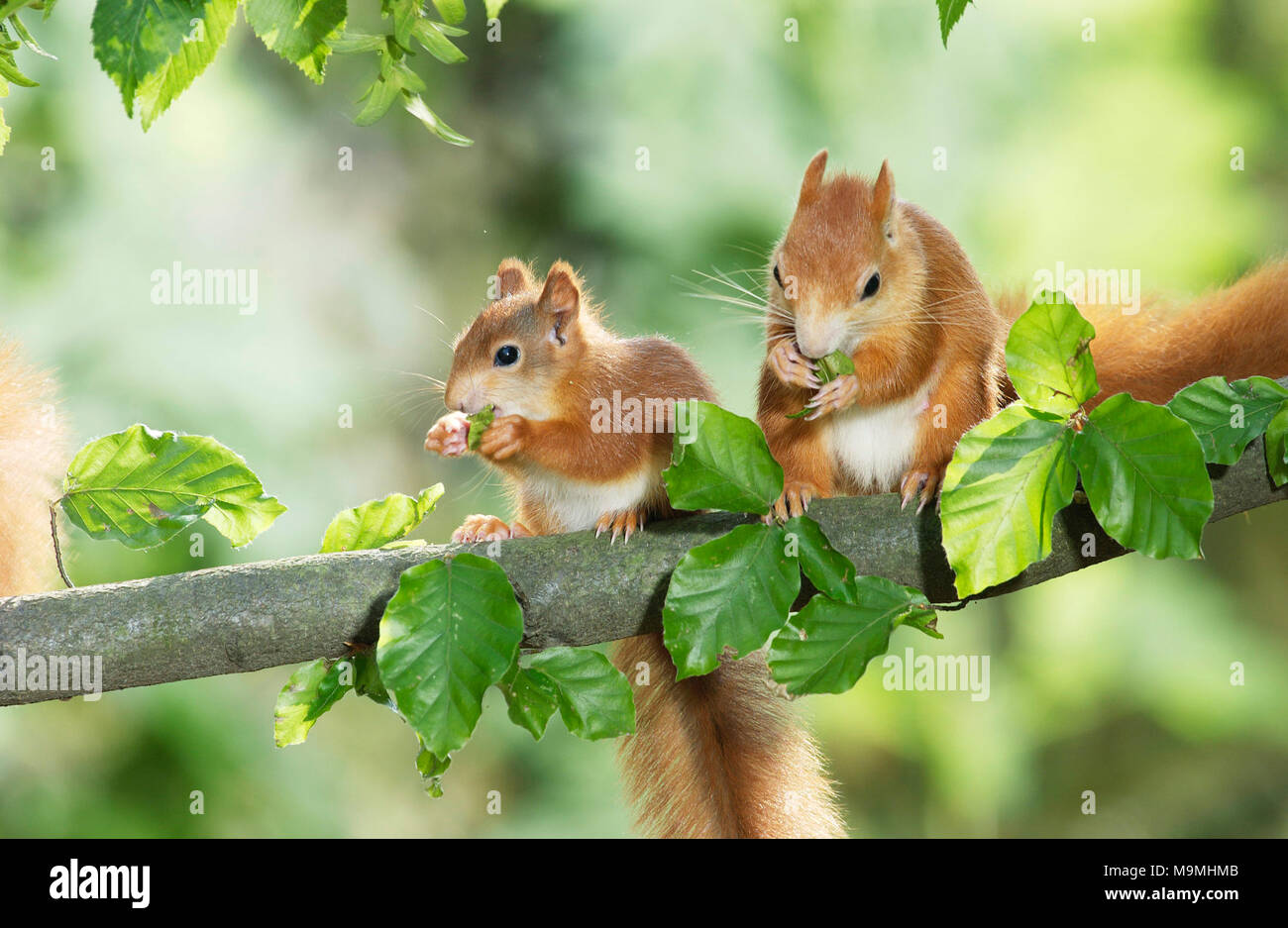 Europäisches Eichhörnchen (Sciurus vulgaris). Zwei junge Essen Hainbuche Samen. Deutschland Stockfoto