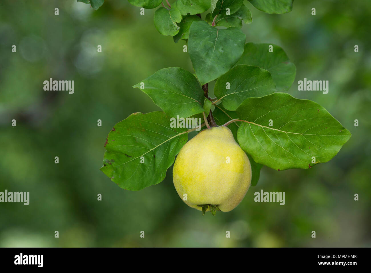 Quitte (Cydonia Oblonga), reife Früchte an einem Baum. Deutschland Stockfoto
