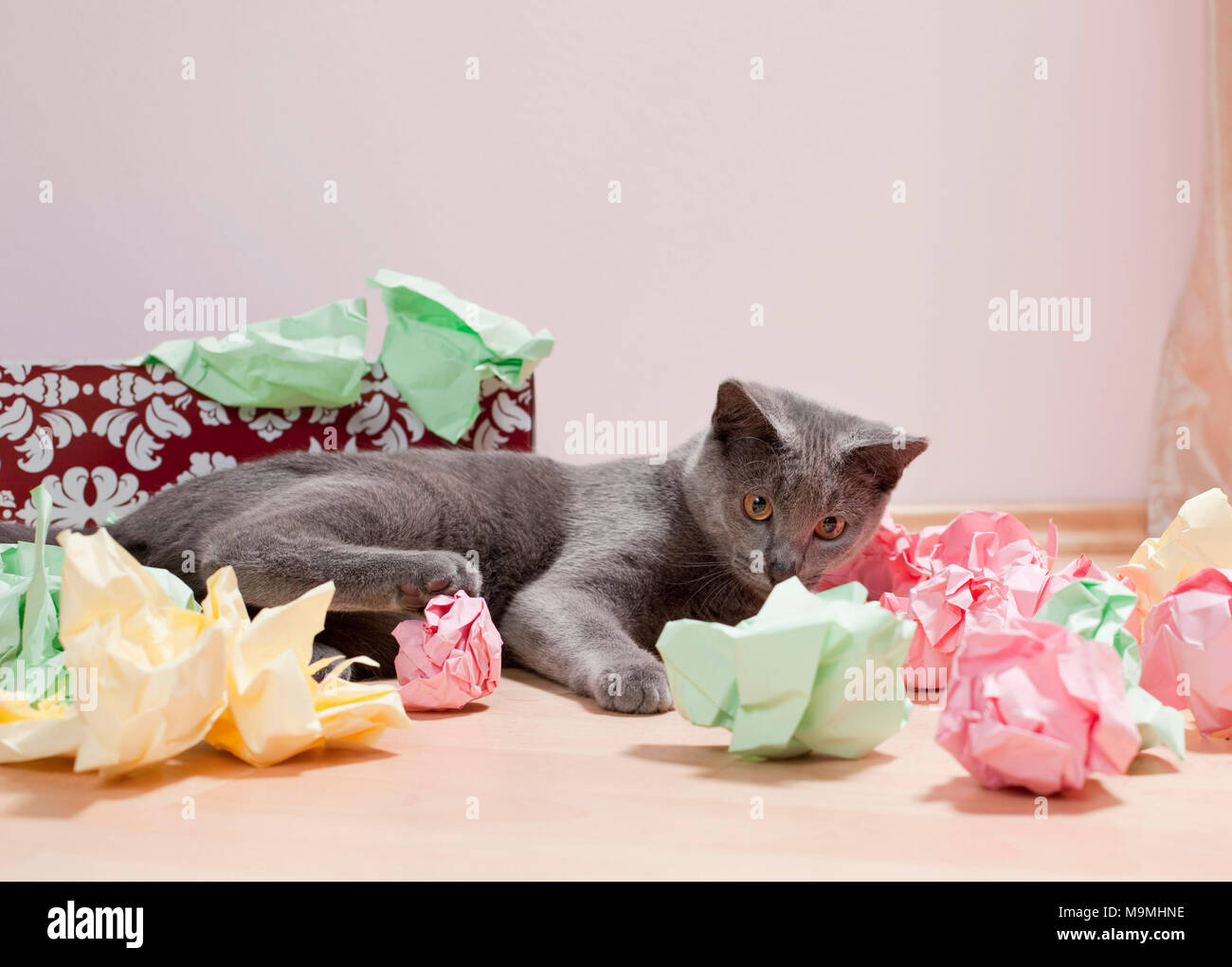 Chartreux Katze. Kätzchen spielen mit einer Schachtel mit Papier gefüllt, feines Spielzeug für Katzen. Deutschland Stockfoto